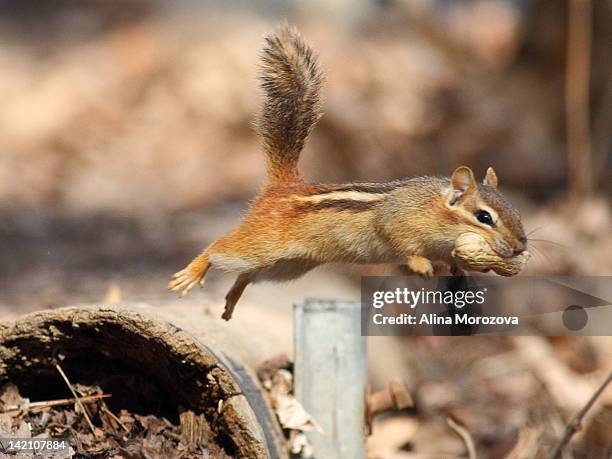 chipmunk in flight - chipmunk stock pictures, royalty-free photos & images