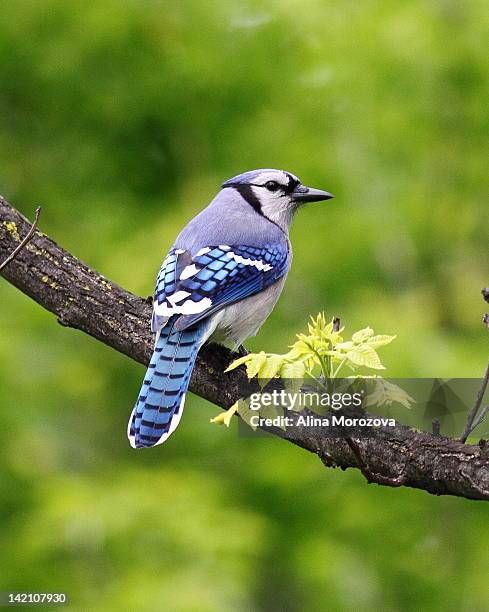 20,117 Blue Jay Spring Stock Photos, High-Res Pictures, and Images ...