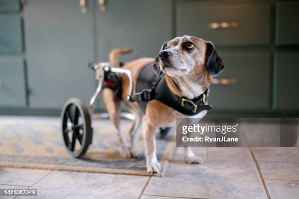 cute dog with physical disability - spinal cord injury stock pictures, royalty-free photos & images