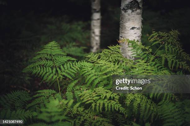 ferns and birches in twilight in summer - birch forest ストックフォトと画像