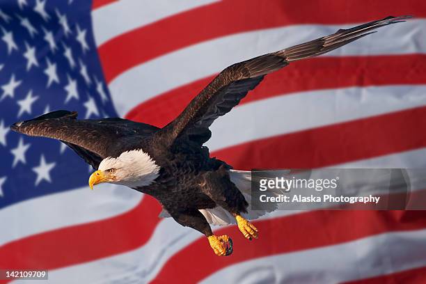 eagle and flag - bald eagle with american flag stockfoto's en -beelden