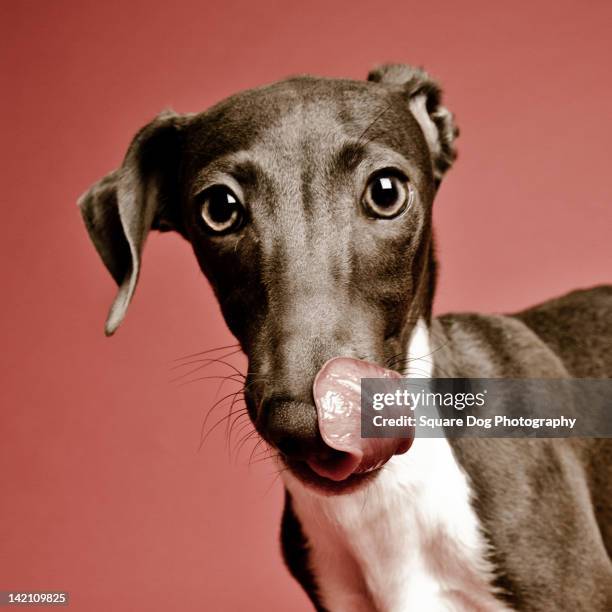 italian greyhound with his tongue out - greyhound fotografías e imágenes de stock