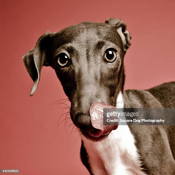italian greyhound with his tongue out - greyhounds imagens e fotografias de stock