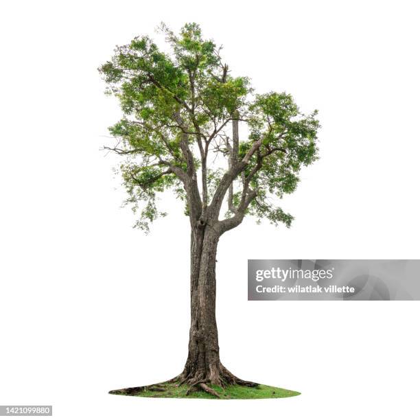 green tree on a white background. - bonsai tree - fotografias e filmes do acervo