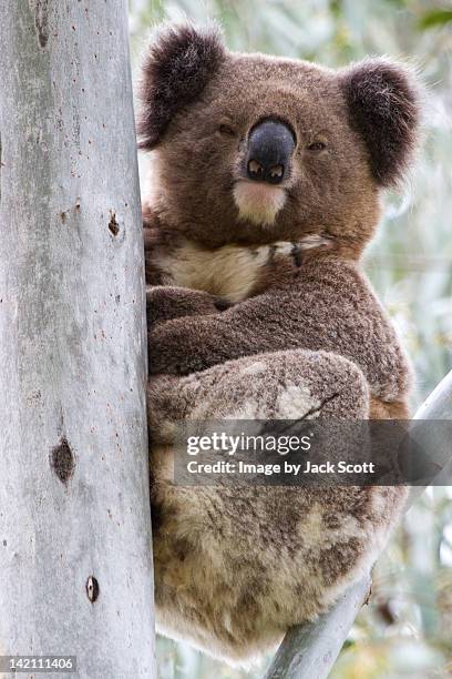 koala sitting upright in tree - gunnedah stock pictures, royalty-free photos & images