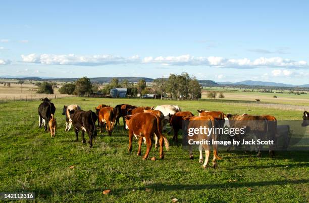 mustering cattle in afternoon - gunnedah stock pictures, royalty-free photos & images