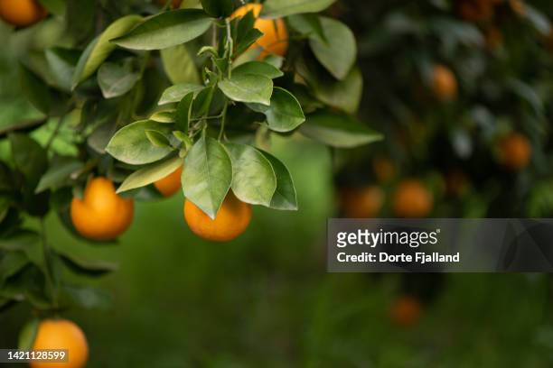 branch of orange tree with ripe fruit - orange tree stock pictures, royalty-free photos & images