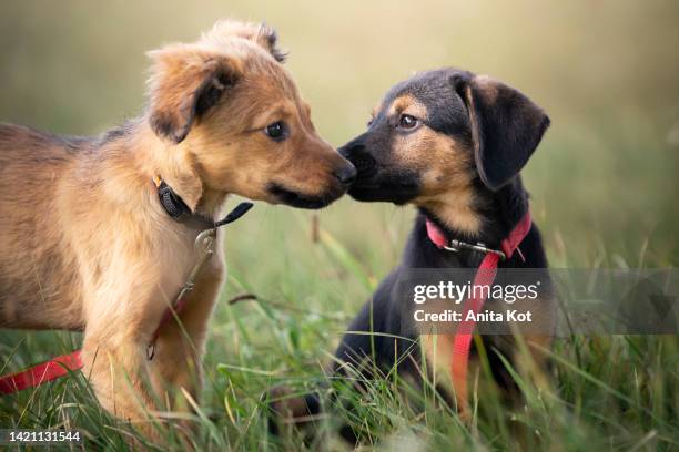 two puppies on the meadow - animal behavior stock pictures, royalty-free photos & images