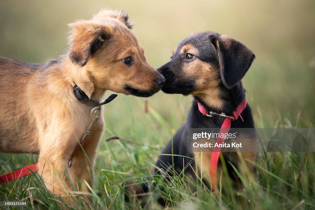 Two puppies on the meadow