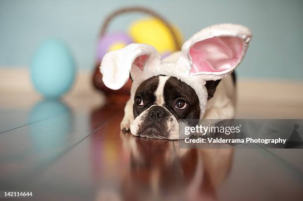 french bulldog with bunny ears - bunny ears stockfoto's en -beelden