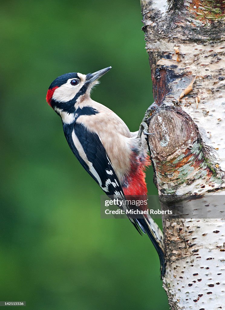 Great spotted woodpecker