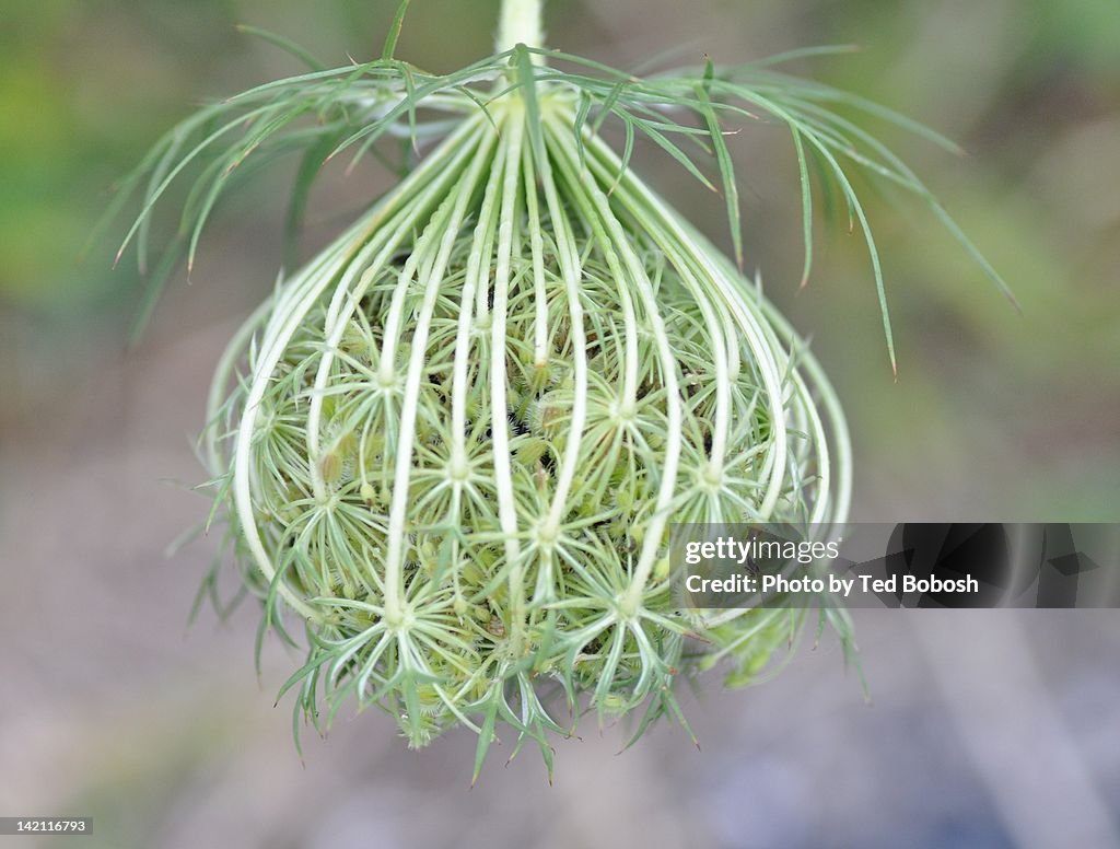 Queen Annes Lace