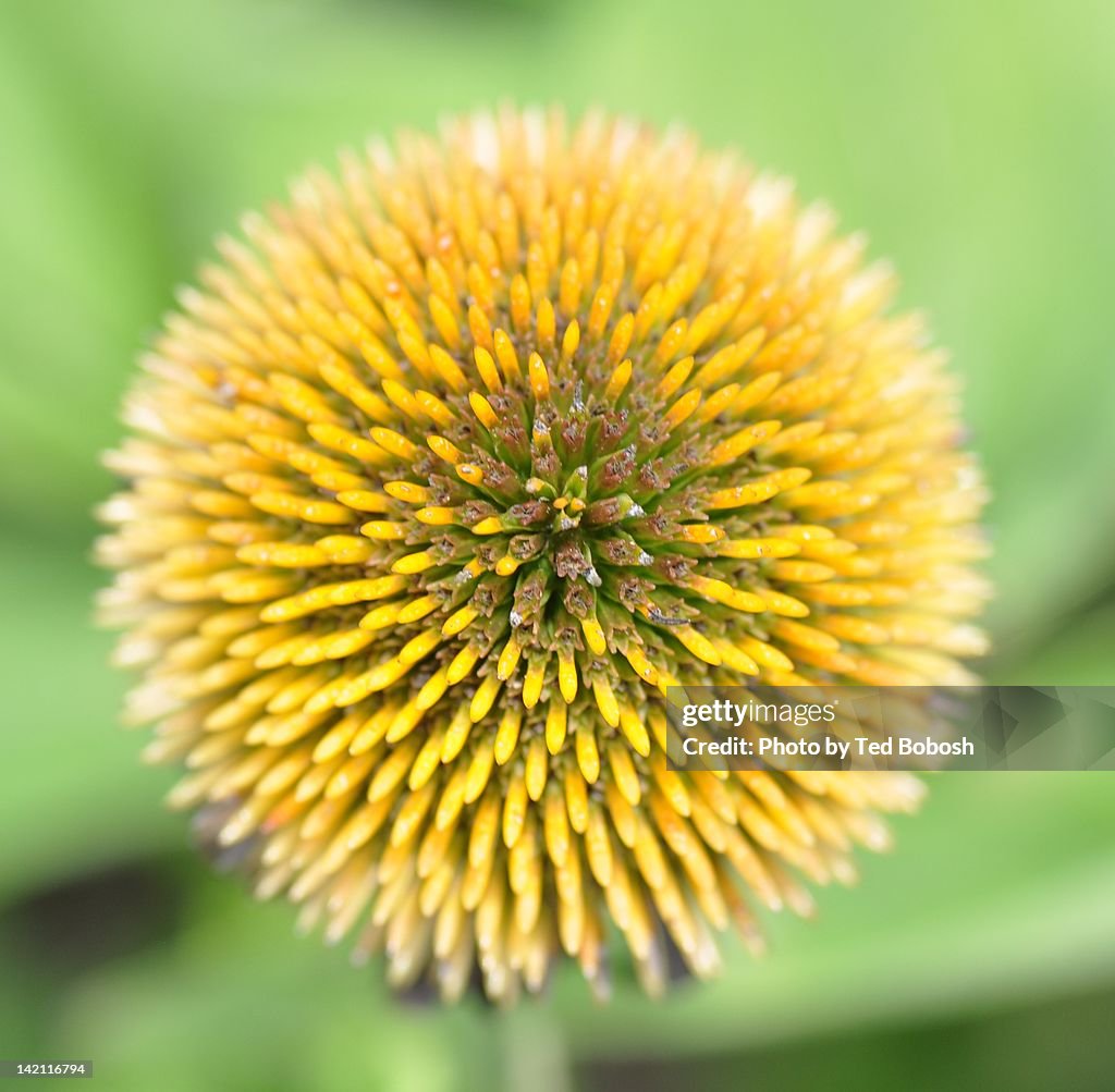Coneflower