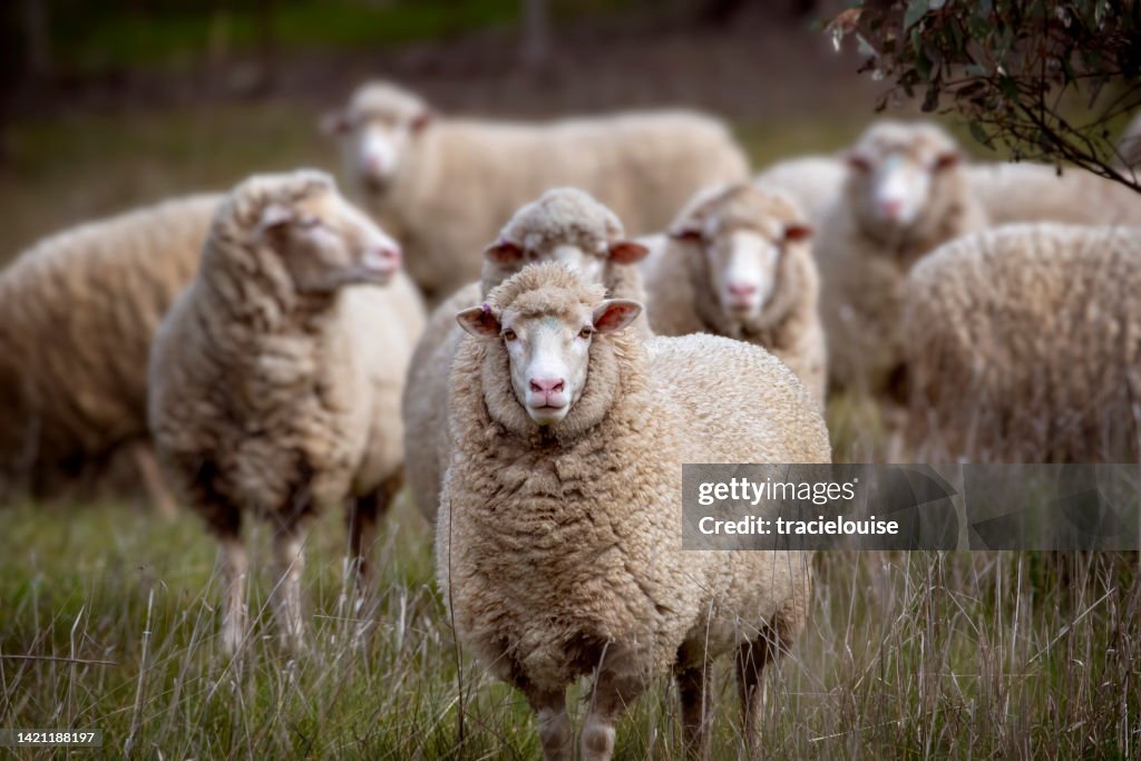 Merino Schafe im Fahrerlager