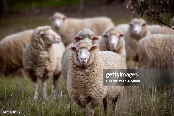 ovejas merino en el paddock - rebaño fotografías e imágenes de stock