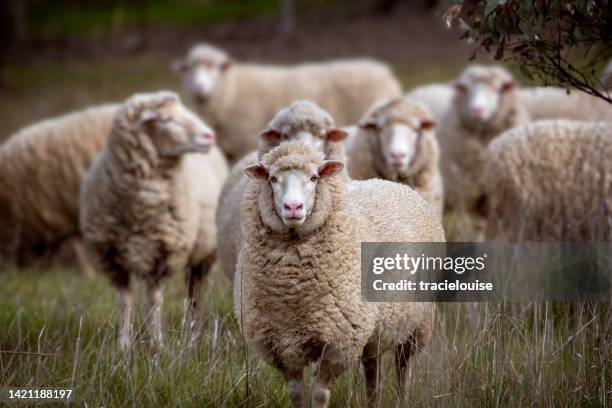 merino sheep out in the paddock - herbivorous stockfoto's en -beelden