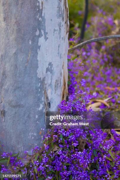 bush flower recovery after fire - bush land stock pictures, royalty-free photos & images