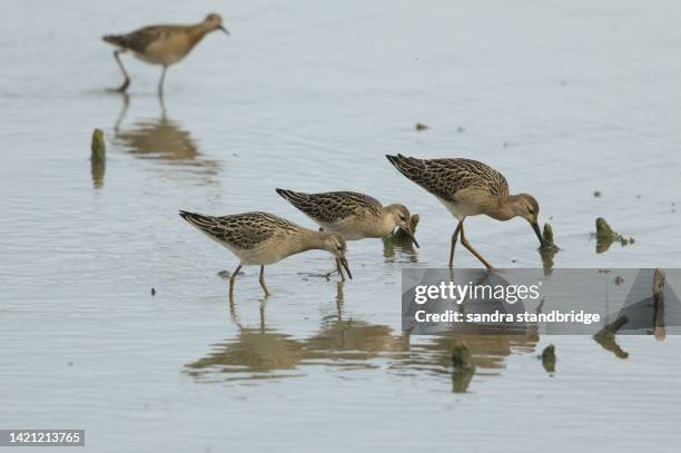 four ruff, philomachus pugnax hunting for food at the edge of a lake. - wader bird stock pictures, royalty-free photos & images