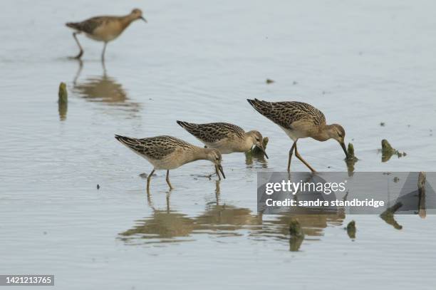 four ruff, philomachus pugnax hunting for food at the edge of a lake. - ave limícola pássaro imagens e fotografias de stock