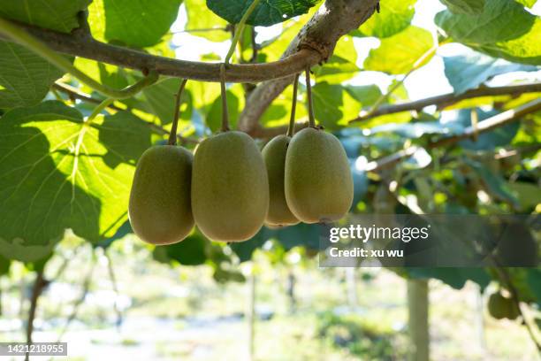 kiwi fruit hanging one by one in the orchard on the farm - kiwi fruit 個照片及圖片檔