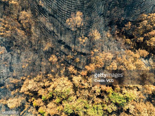 Aerial view of a burnt mountain area after a wildfire in Banan district on September 5, 2022 in Chongqing, China. All open flame of several wildfires...