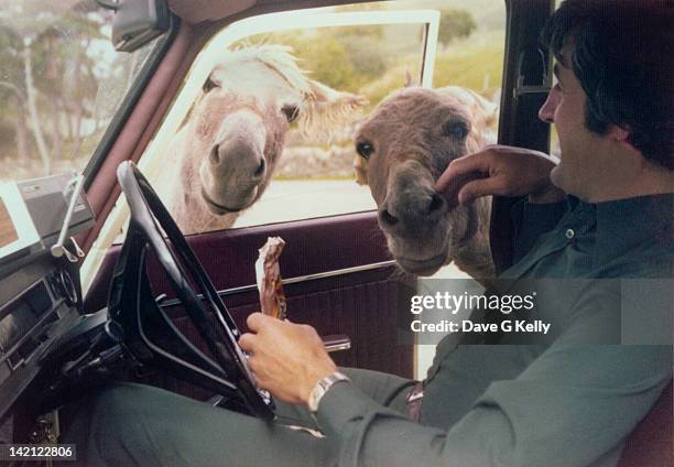 donkeys looking into car - 1976 car stock pictures, royalty-free photos & images