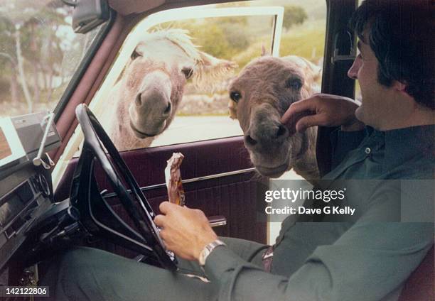 donkeys looking into car - archival car stock pictures, royalty-free photos & images