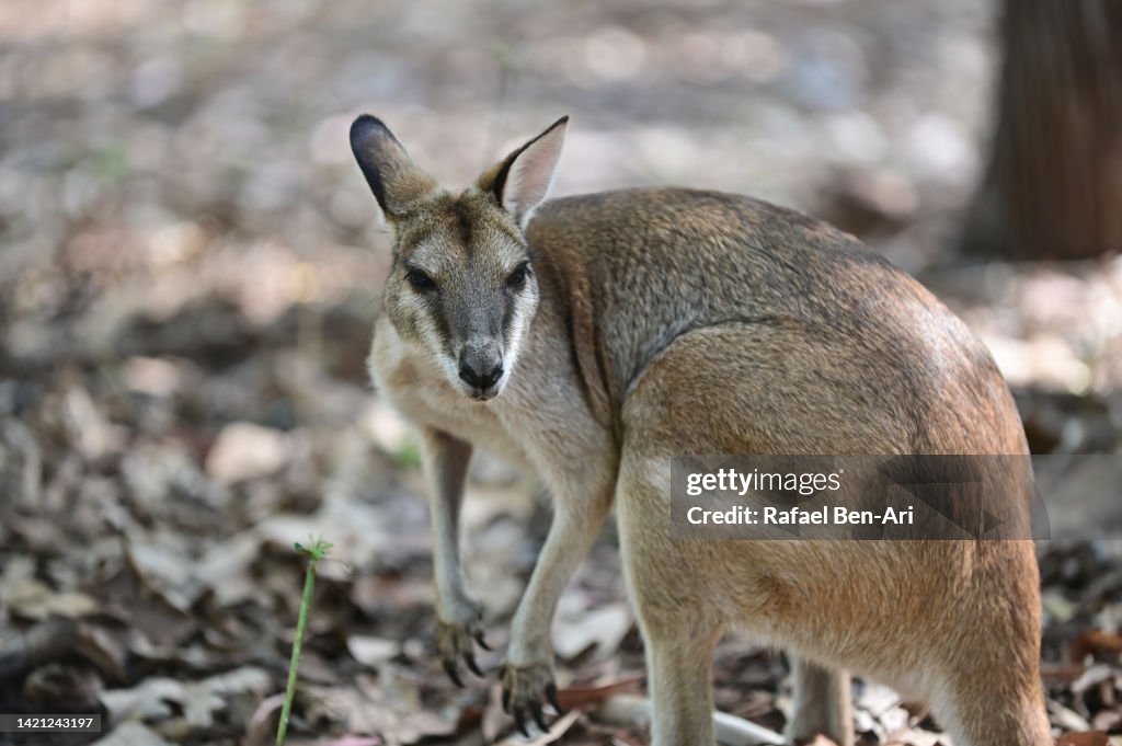 Antilopine kangaroo wallaroo wallaby