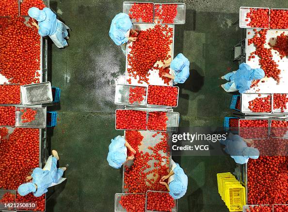 Tomato Processing Aerial view of staff members processing canned tomatoes for export at ...