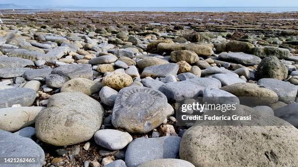 ammonite pavement, lyme regis fossil beach, jurassic coast world heritage site, devon, england - ammonite stock pictures, royalty-free photos & images