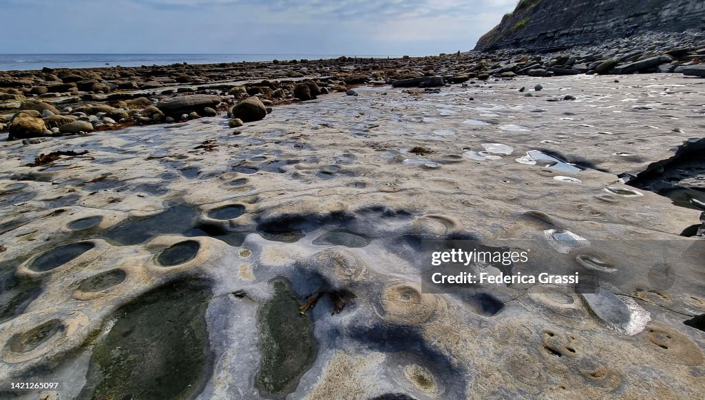 Ammonite Pavement Lyme Regis Fossil Beach Jurassic Coast World