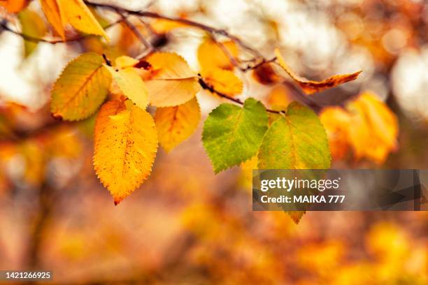 close-up of dutch elm leaves on branch on sunset during autumn - golden elm tree stock pictures, royalty-free photos & images