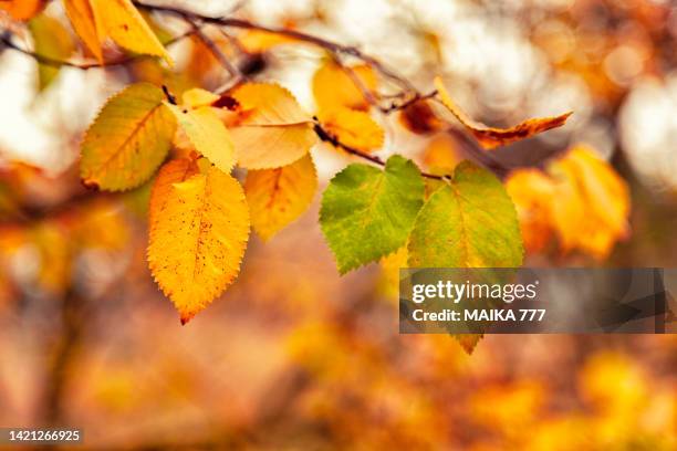 close-up of dutch elm leaves on branch on sunset during autumn - elm tree stock pictures, royalty-free photos & images