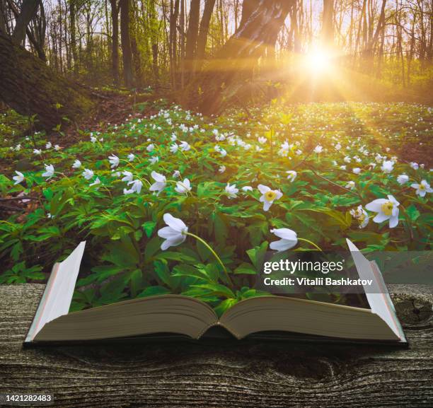 Springtime Book Promotion Strategies: Seasonal Tips for Authors