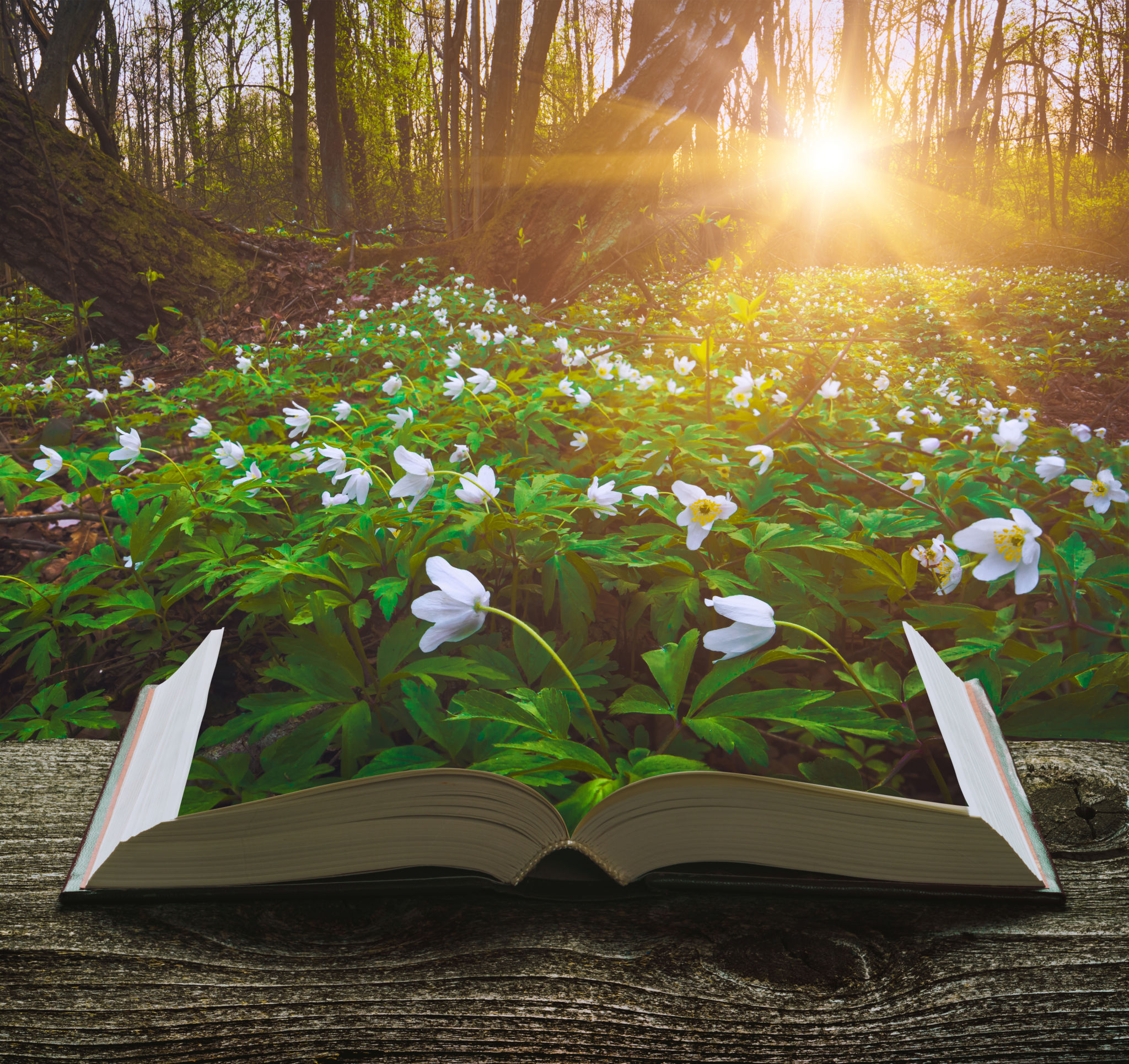Spring Time Author Springtime Book Promotion Strategies: Seasonal Tips for Authors