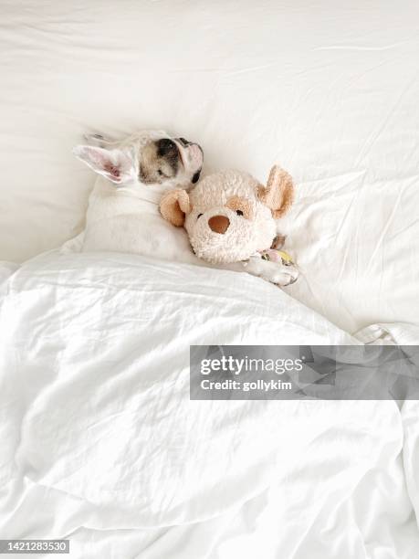 süße französische bulldogge kuschelnder teddybär im bett - covers head with pillow stock-fotos und bilder