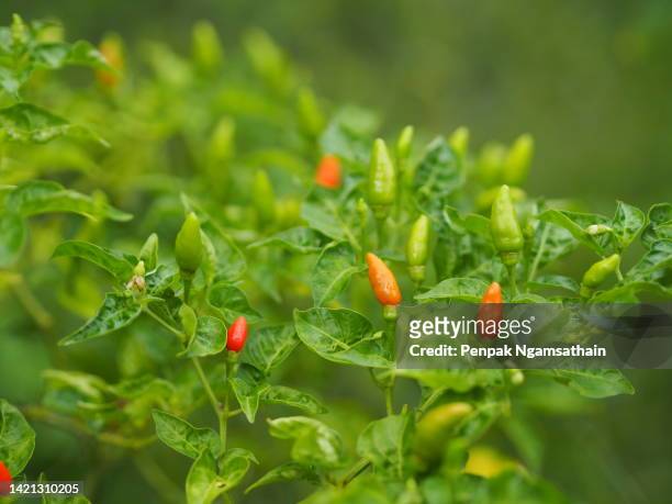 green and red thai pepper chilli padi, tree blooming in garden on nature background, capsicum annuum - currypulver stock-fotos und bilder