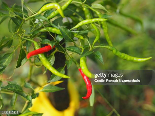 green and red thai pepper chilli padi, tree blooming in garden on nature background, capsicum annuum - chili farm stock-fotos und bilder