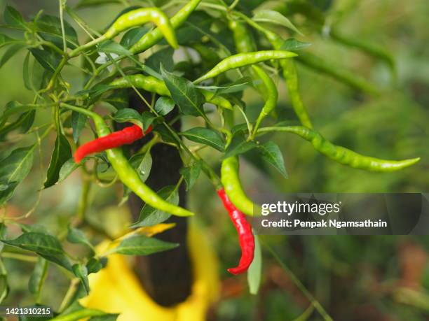 green and red thai pepper chilli padi, tree blooming in garden on nature background, capsicum annuum - piment de cayenne photos et images de collection