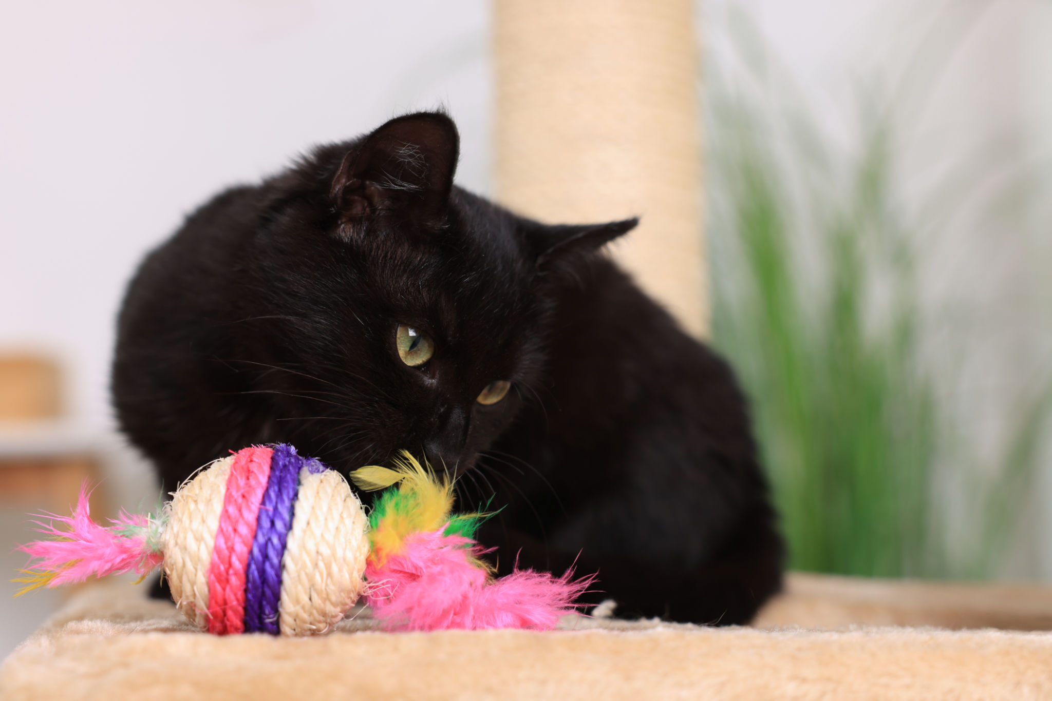 Adorable black cat playing with toy at home. Space for text Adorable black cat playing with toy at home. Space for text