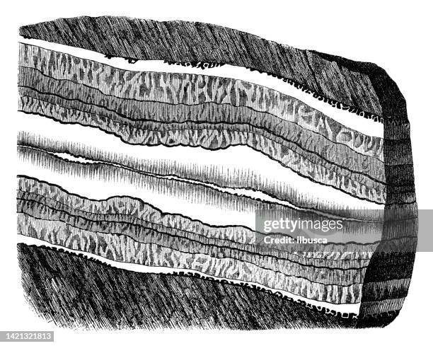 アンティークイラストレーション、地質学、化石:土壌層と金属鉱脈 - geology点のイラスト素材／クリップアート素材／マンガ素材／アイコン素材