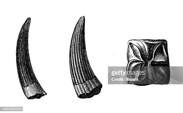 ilustraciones, imágenes clip art, dibujos animados e iconos de stock de ilustración antigua, geología y fósiles: colmillo y vértebra de nothosaurus - vertebrae