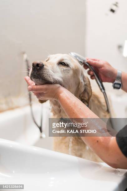 hands of a veterinarian woman showering a labrador retriever dog. close up of woman's hands showering an adult dog in the bathtub - dog bath stock pictures, royalty-free photos & images