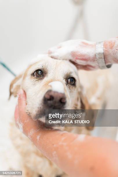 face of a cute labrador retriever dog looking to the side while being lathered up in the bath tub. concept of bathing and grooming a pet - hundesalon stock-fotos und bilder