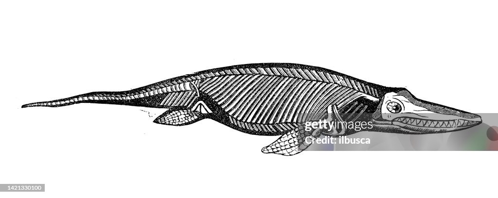 Antique illustration, geology and fossils: Ichthyosaurus communis