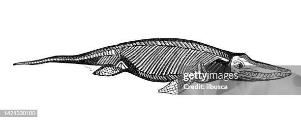 antique illustration, geology and fossils: ichthyosaurus communis - castor bean plant stock illustrations