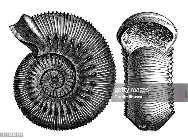 ilustraciones, imágenes clip art, dibujos animados e iconos de stock de ilustración antigua, geología y fósiles: ammonites amaltheus - paleontología