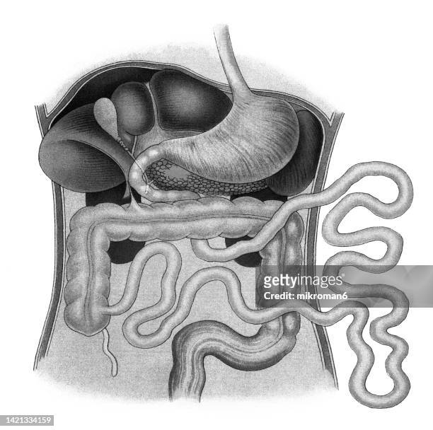 old chromolithograph illustration of the human abdomen, internal organs - 3d print food stock-fotos und bilder