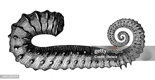 antique illustration, geology and fossils: ancyloceras matheronianus - palaeontology stock illustrations