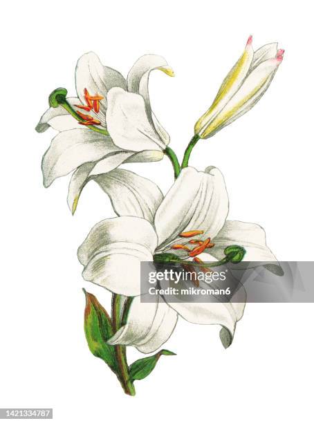 old chromolithograph illustration of botany, madonna lily or white lily (lilium candidum) - flower on white background stock-fotos und bilder